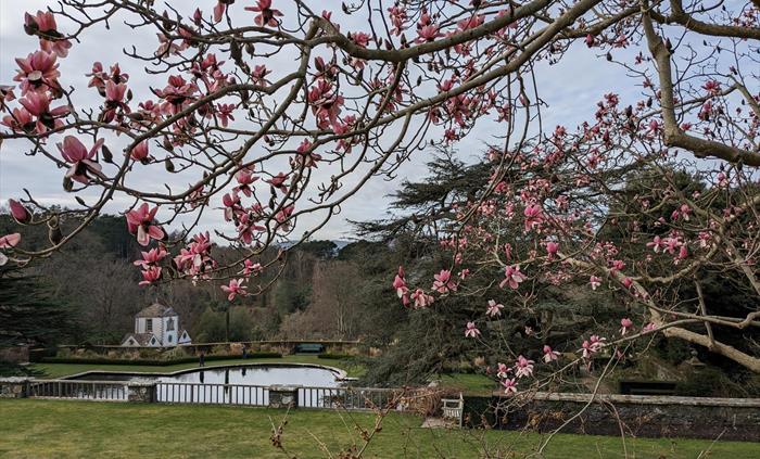 The first deep pink flowers of the magnolia from the upper Rose Terrace at Bodnant Garden, Conwy, with a view across to the Lily Terrace pond and Pin
